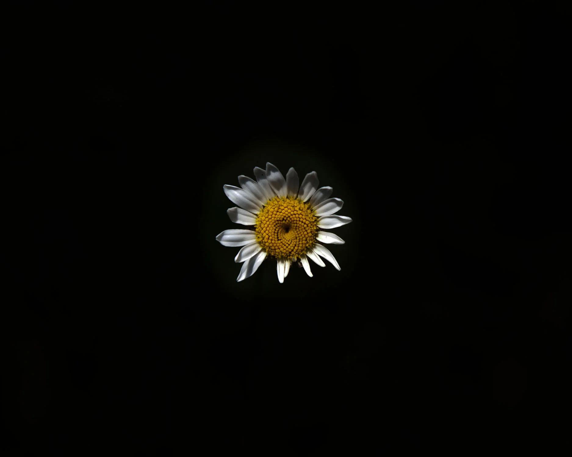 _MG_0113daisy9.jpg