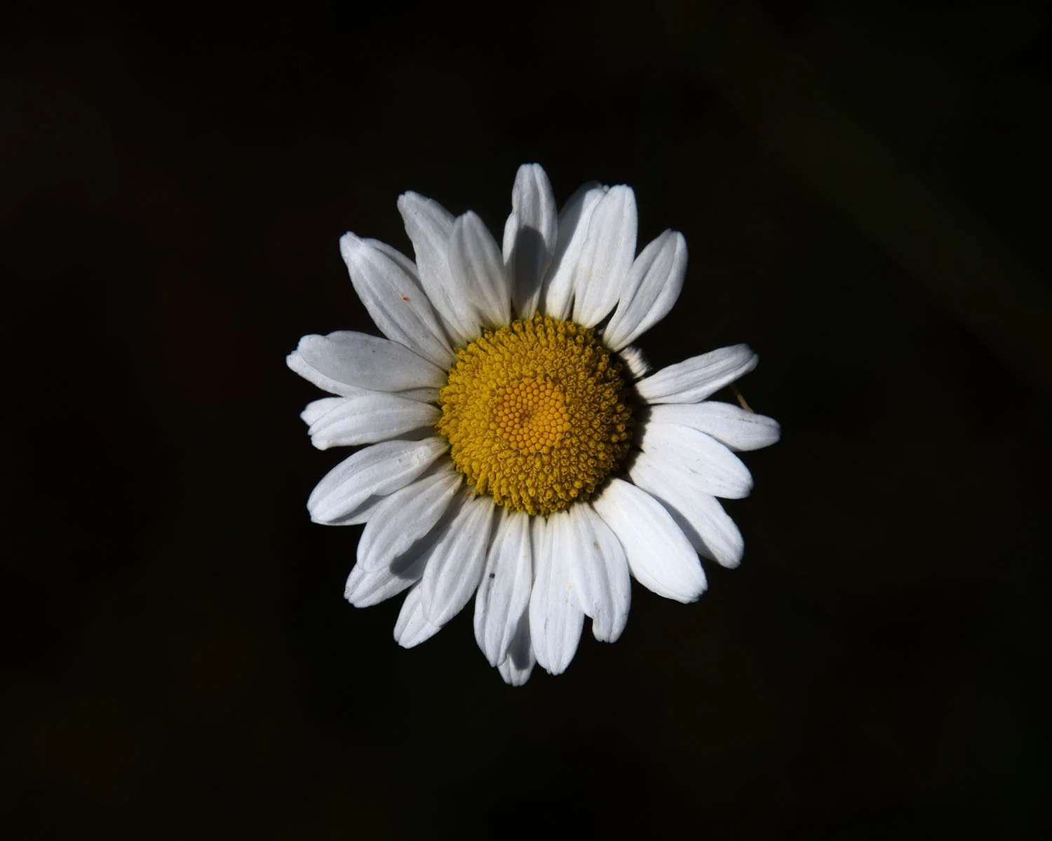 f3-8631.jpg