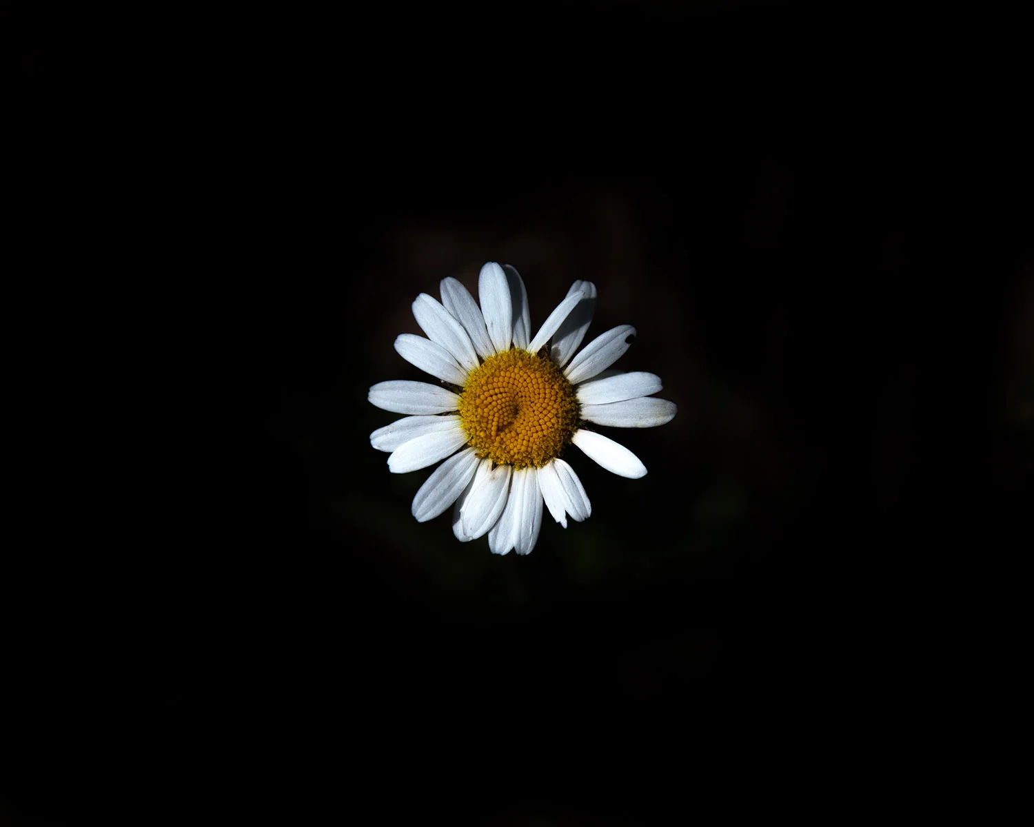 _MG_9954daisy10.jpg