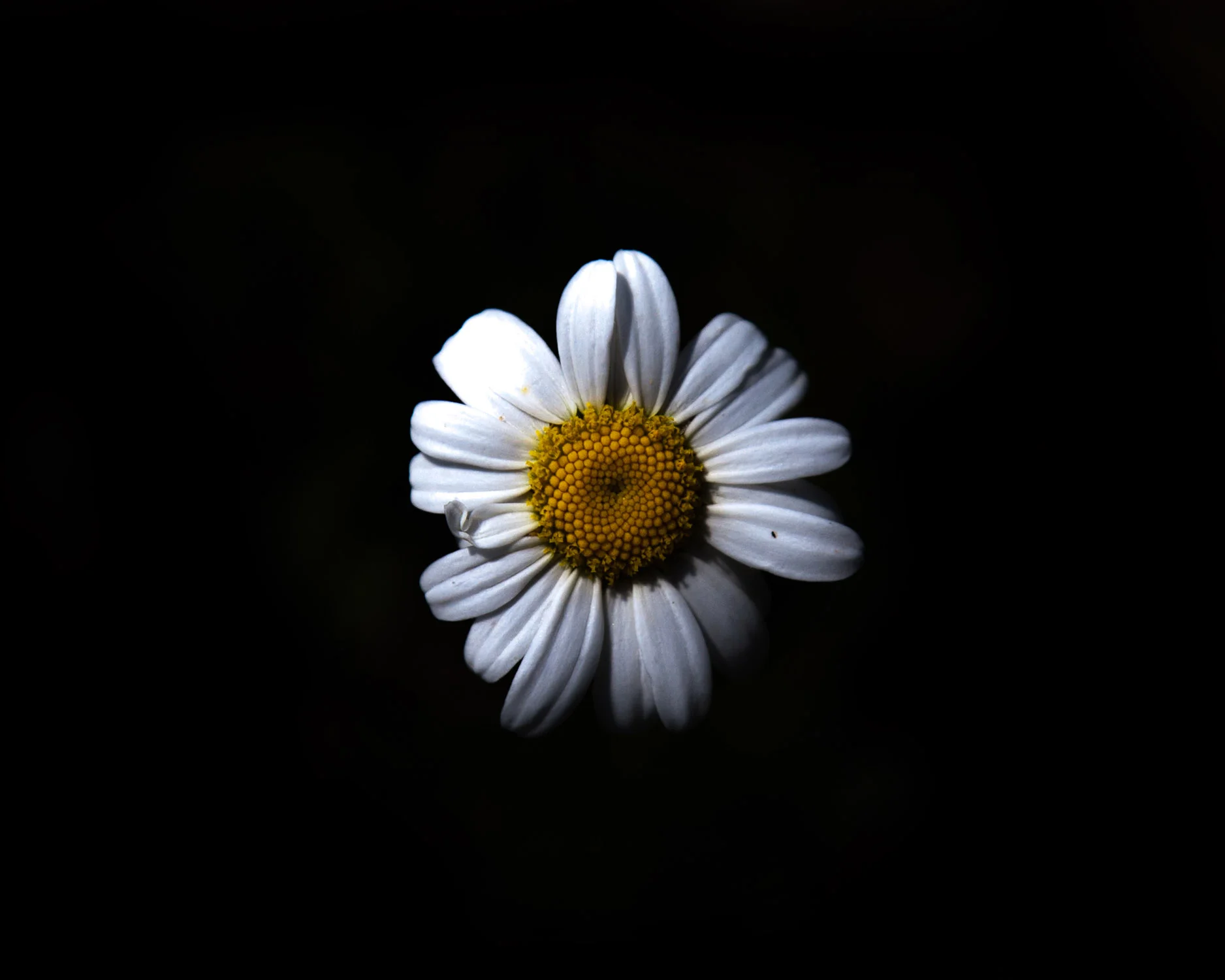 _MG_9947daisy11.jpg