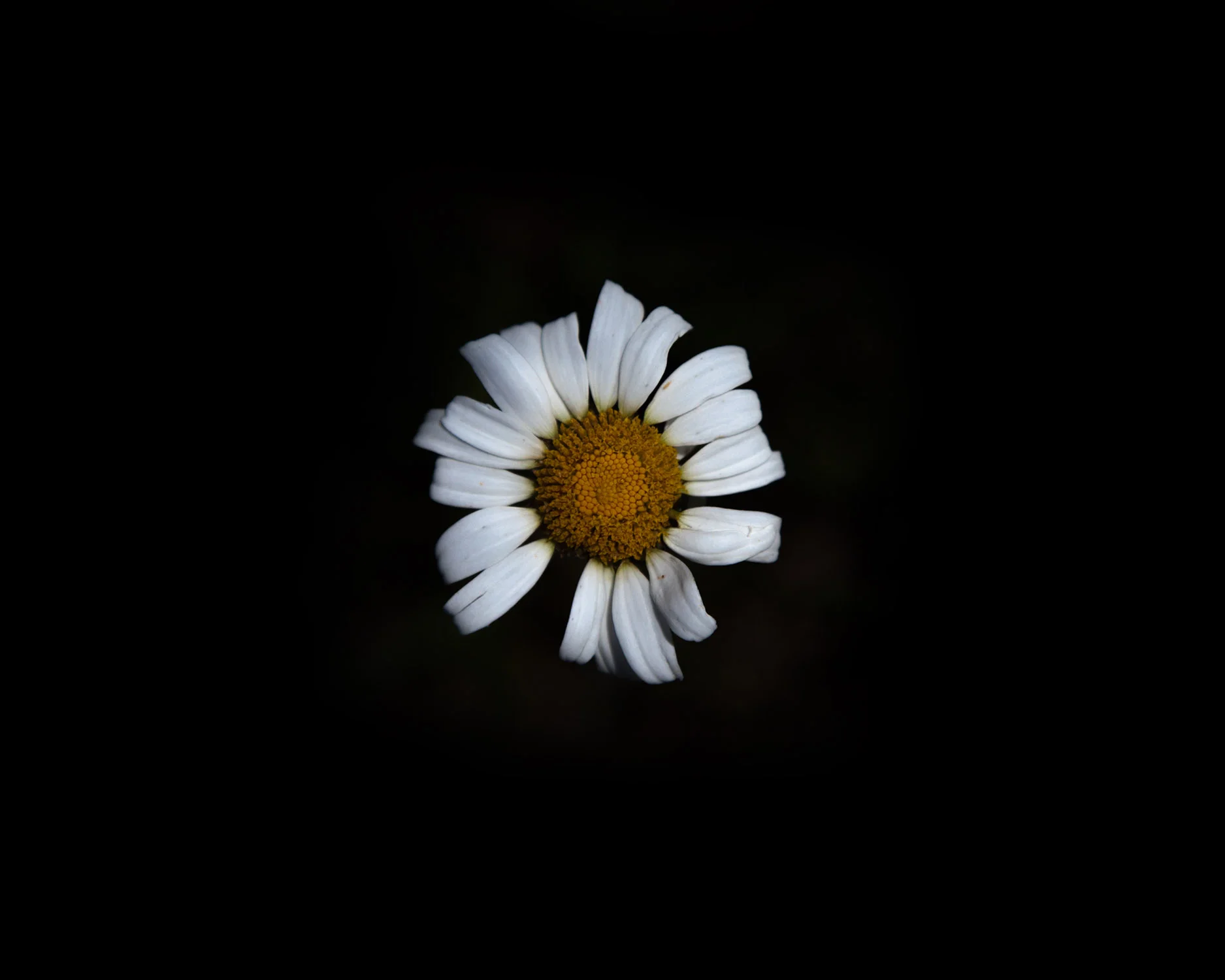 _MG_9937daisy12.jpg