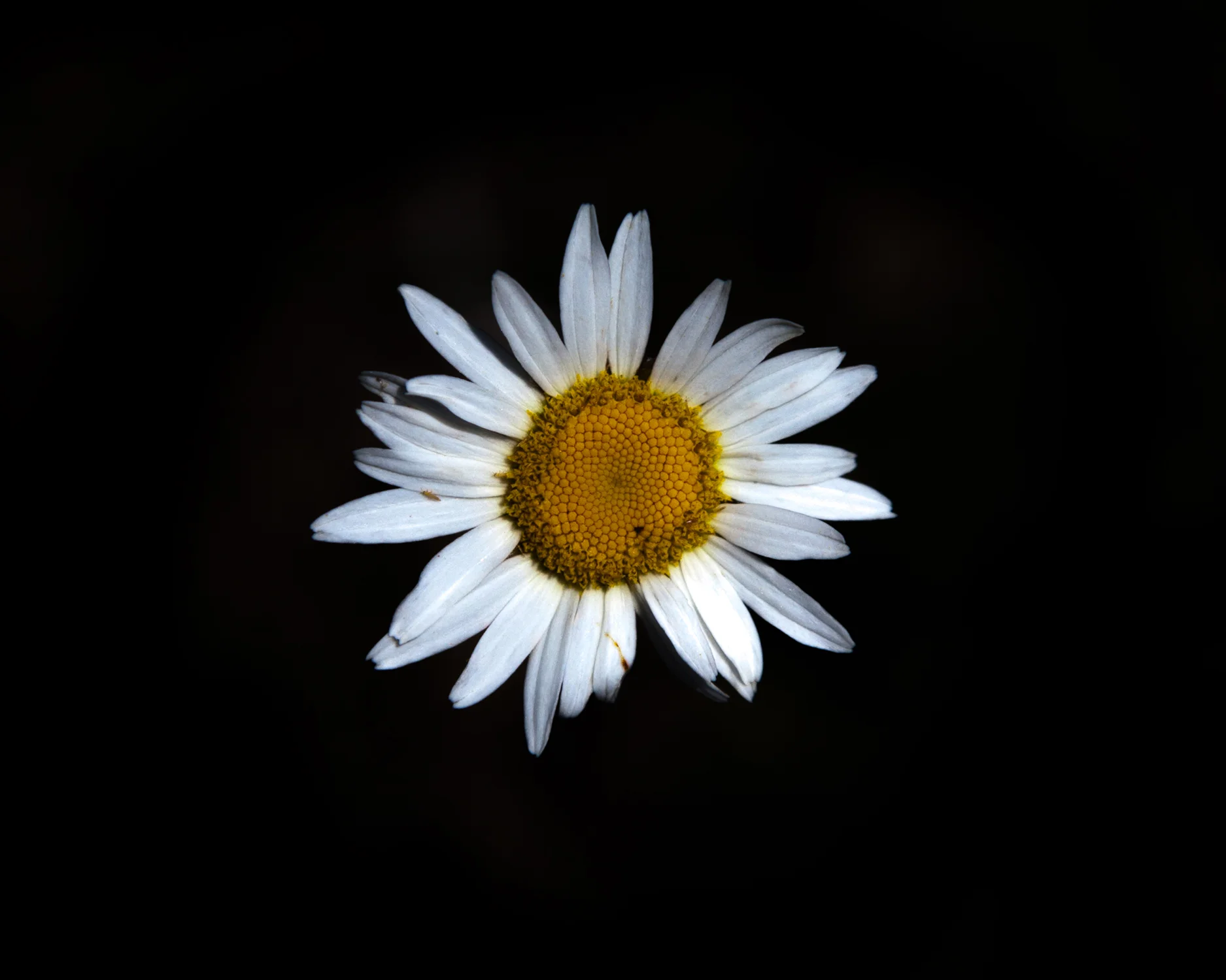 _MG_9928daisy13.jpg