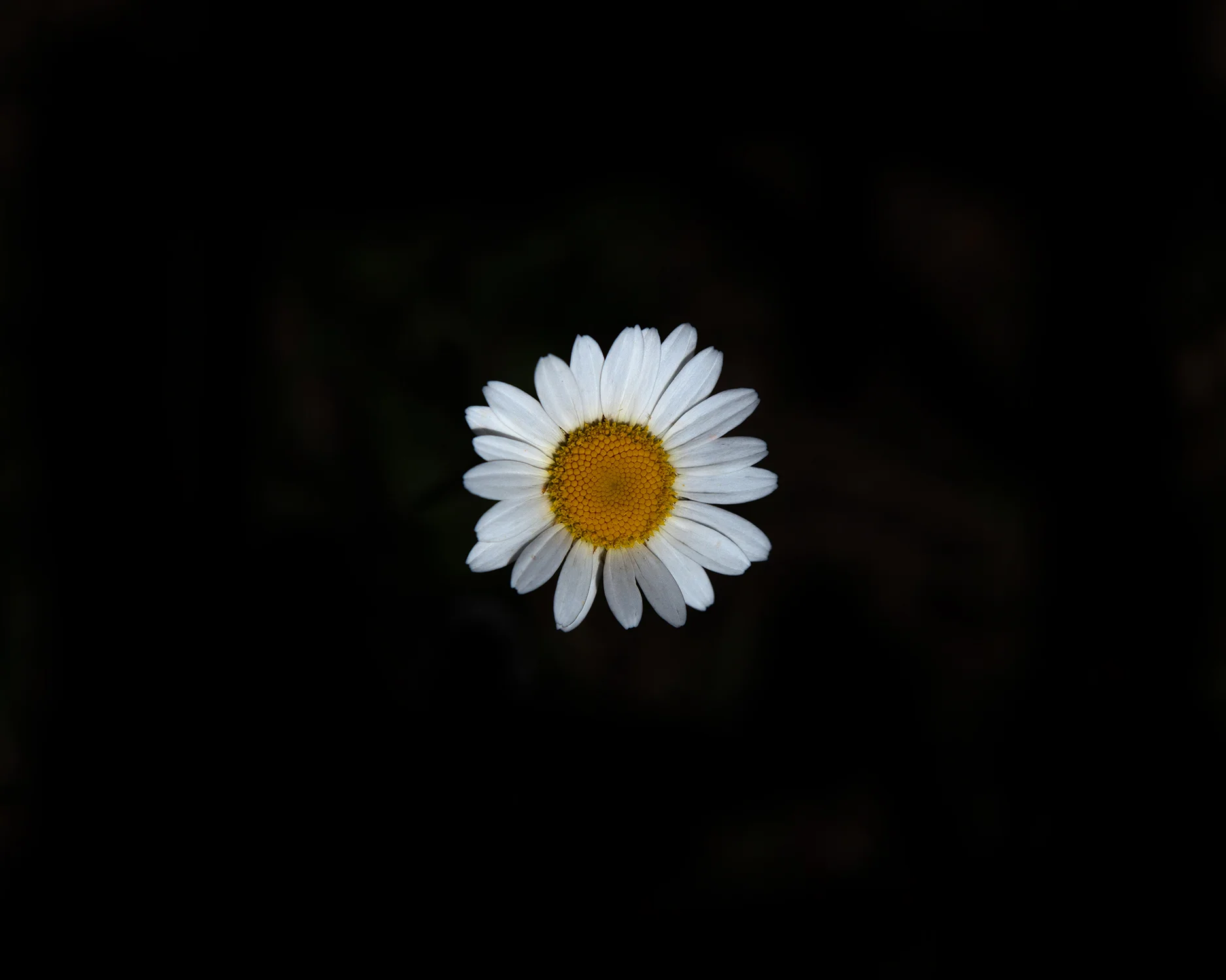 _MG_9967daisy14.jpg