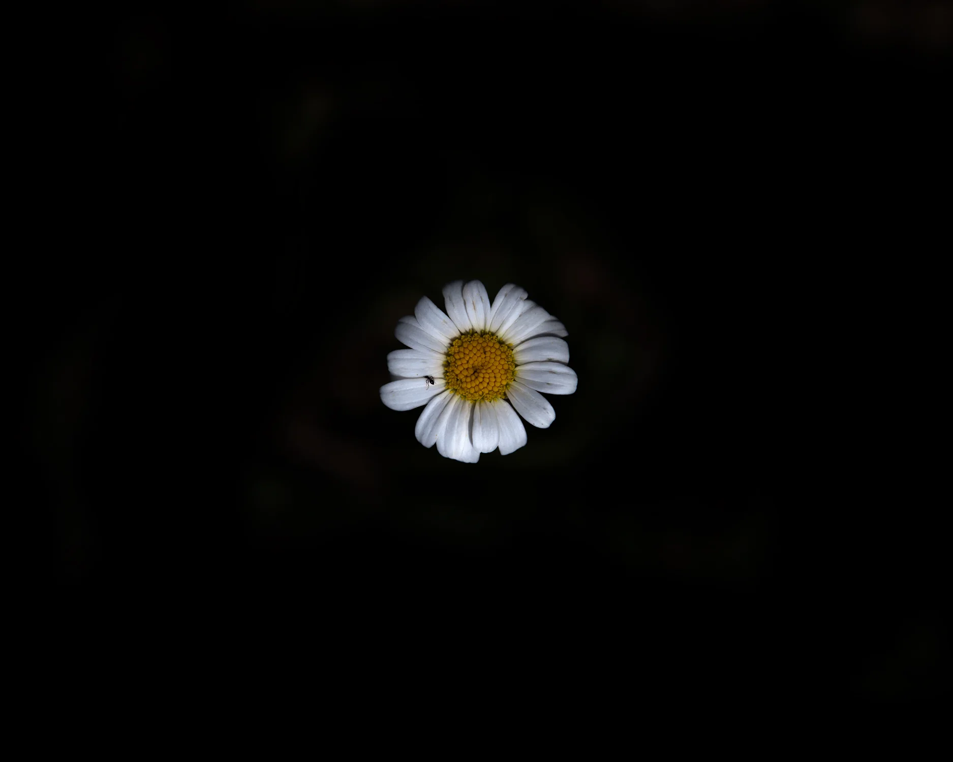 _MG_9950-2daisy15.jpg