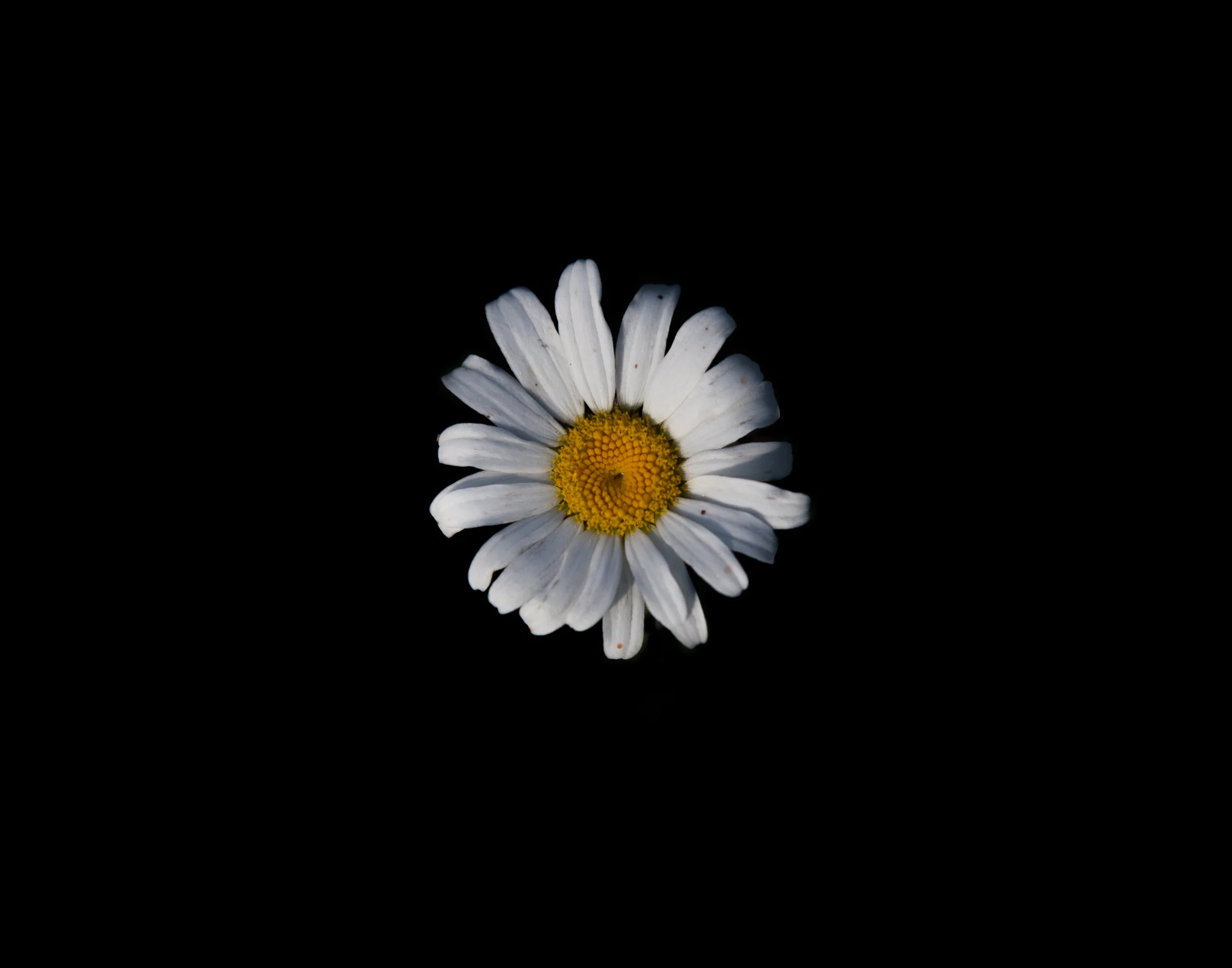 _MG_0628daisy31.jpg