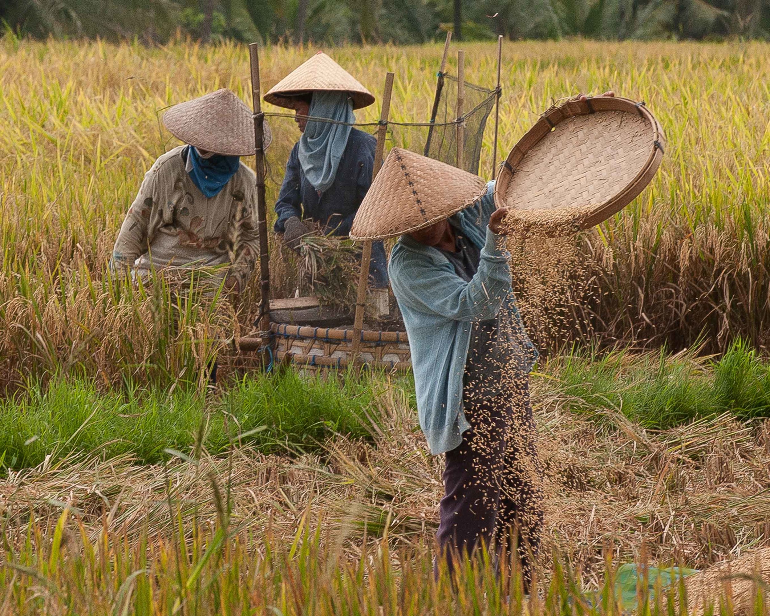 Rice harvest, Bali