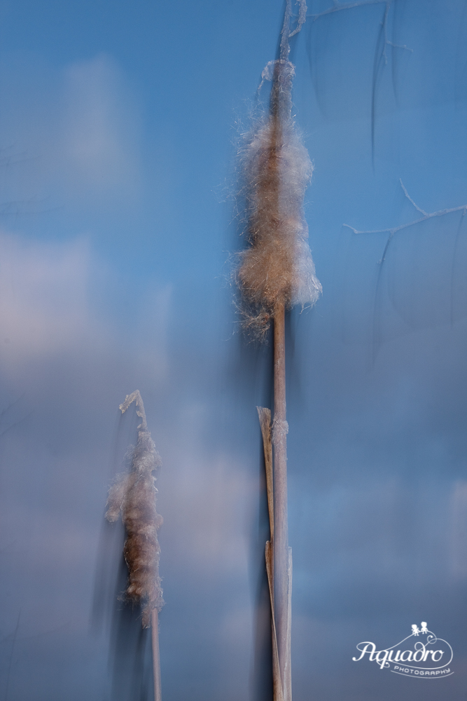  Cattails by the water at Fitzgerald Lake Conservation area.  Photo shot using Intentional Camera Movement (ICM) technique. 
