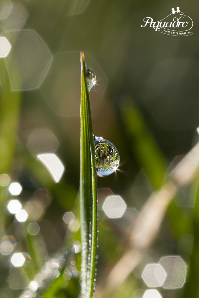two drops of dew