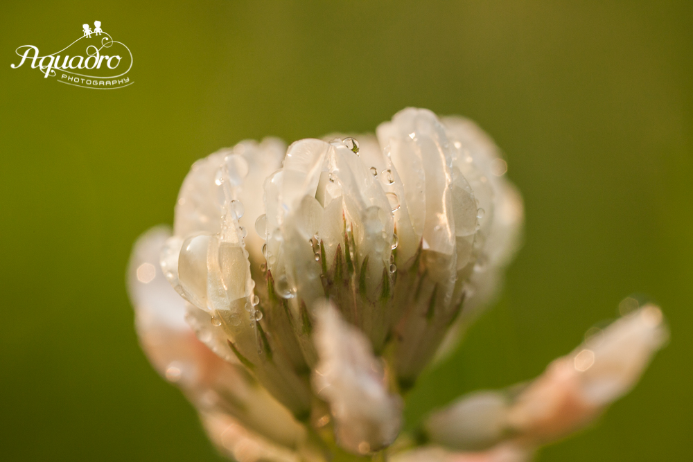 dew drops on clover
