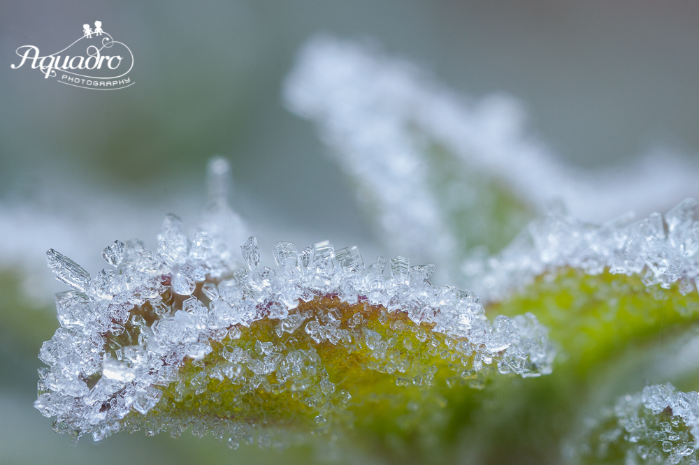 Ice crystals on mint leaves