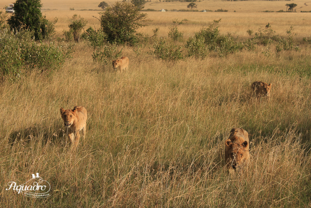 Lionesses on the Hunt