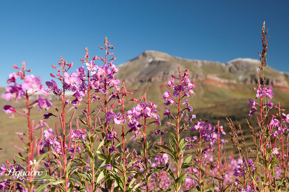 Rocky Mountain Flowers