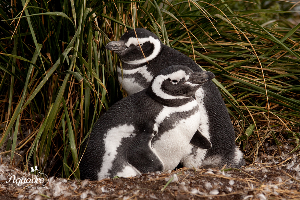 Magellanic Penguin pair