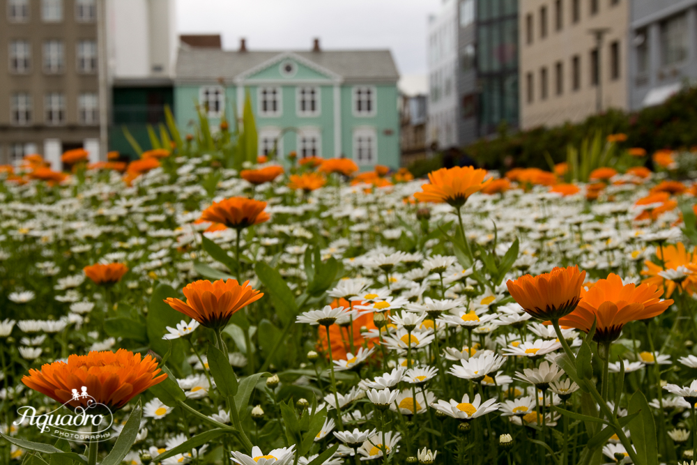 Orange Flowers in Iceland