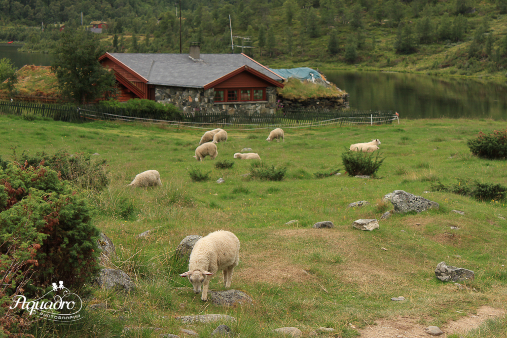 Norway Sheep Farm