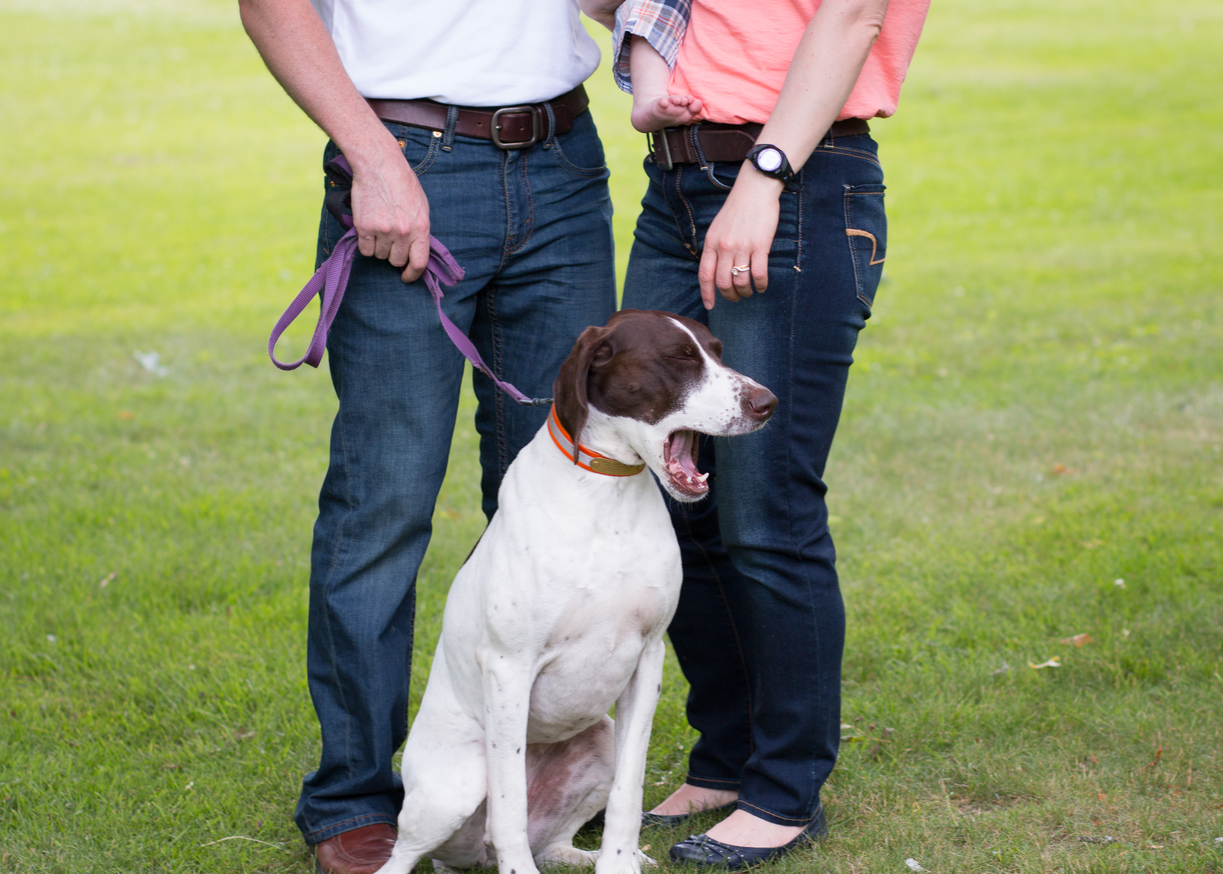  brown and white dog hangs out with her family during a family photo shoot! 