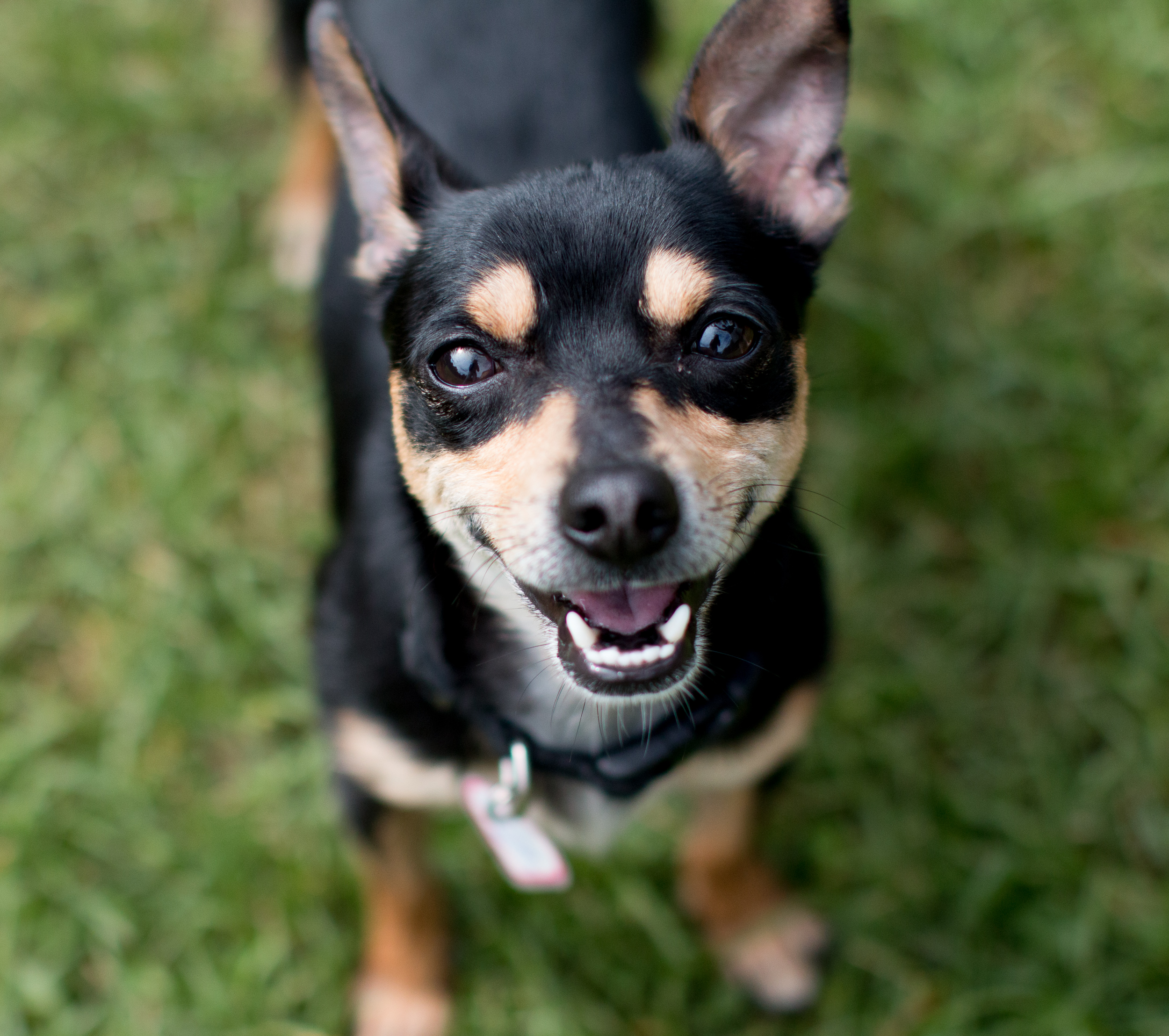 Chihuahua says hello!