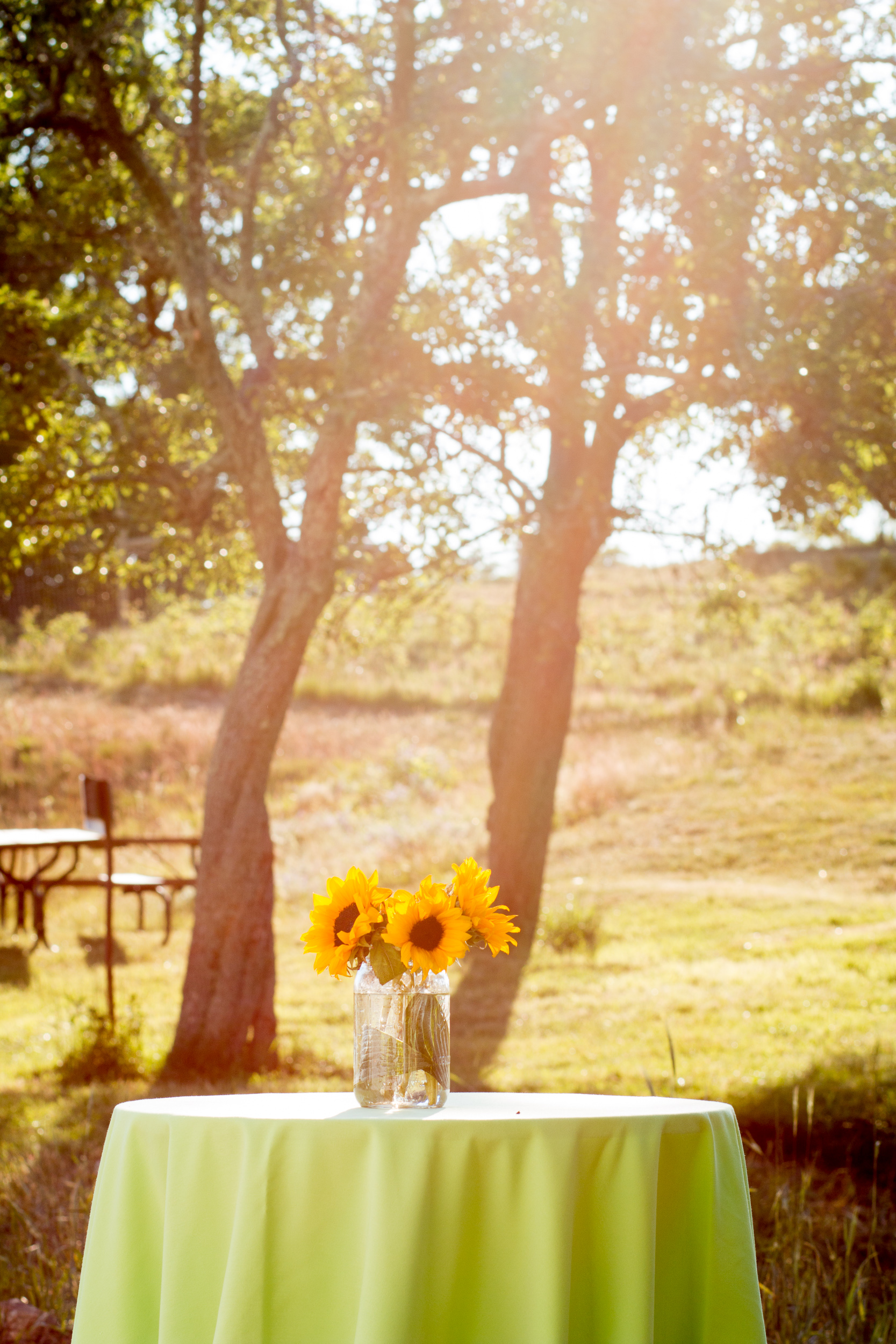 sunflower cocktail hour