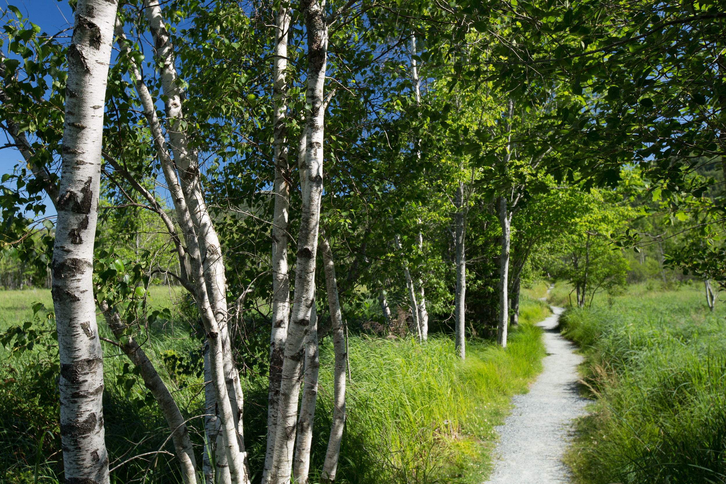 Birch Trees in Acadia