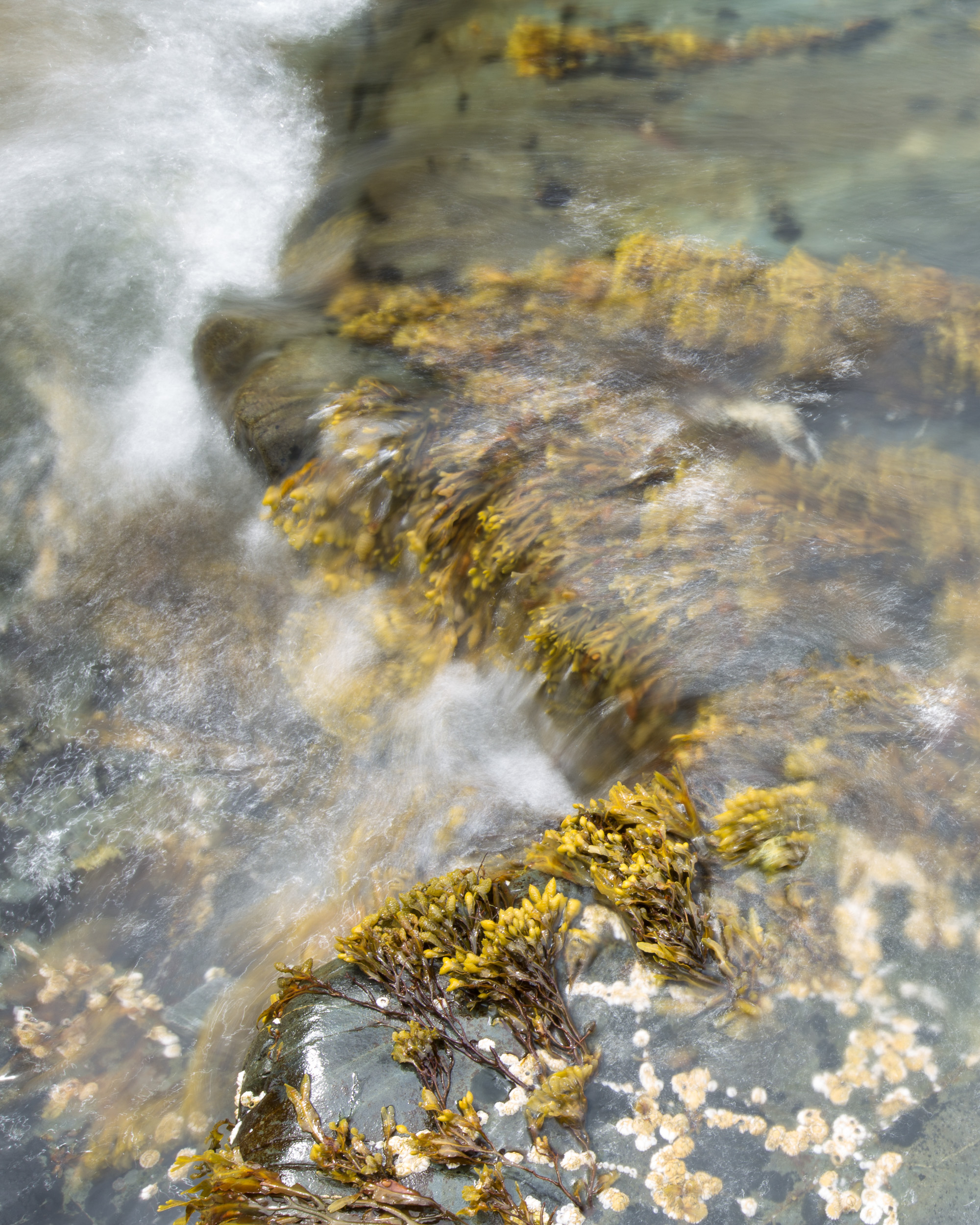 Kelp in Ocean Wave