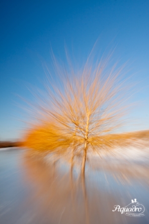 Starburst Willow