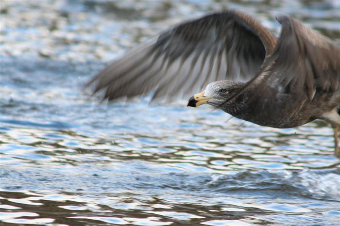 tasmanian_gull_dt.jpg