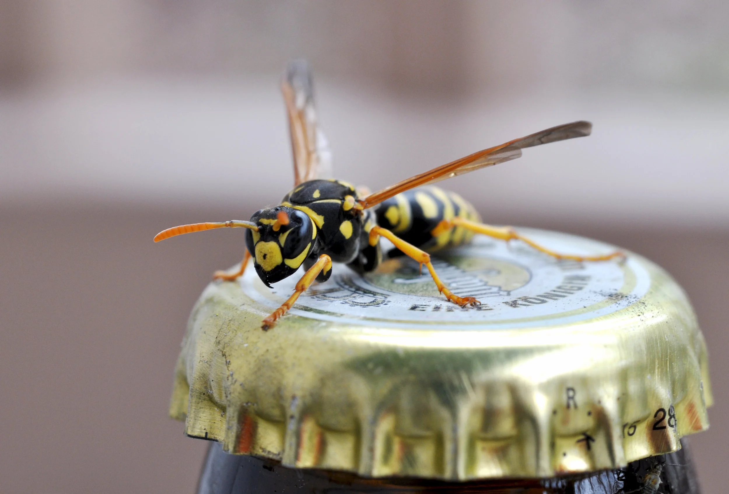 WaspCap.jpg
