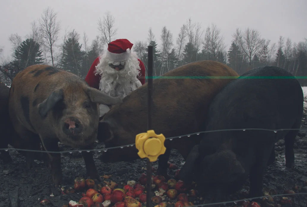 Le Père Noël surveille ses cochons