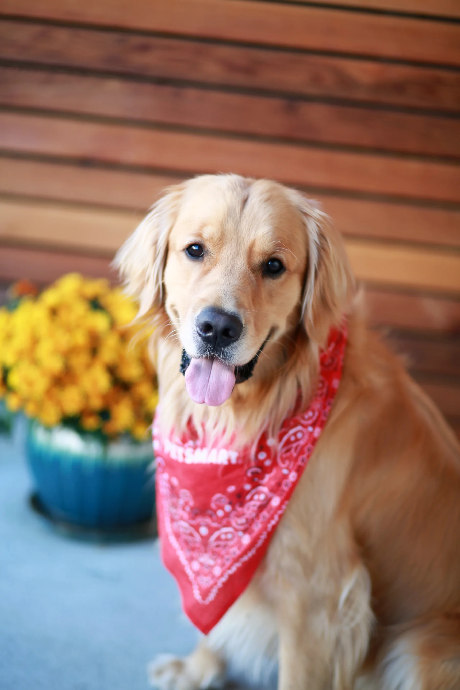 Louie_2yr-5.jpg