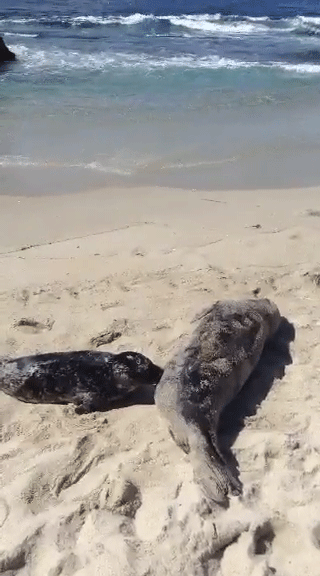 seal-san-diego.gif