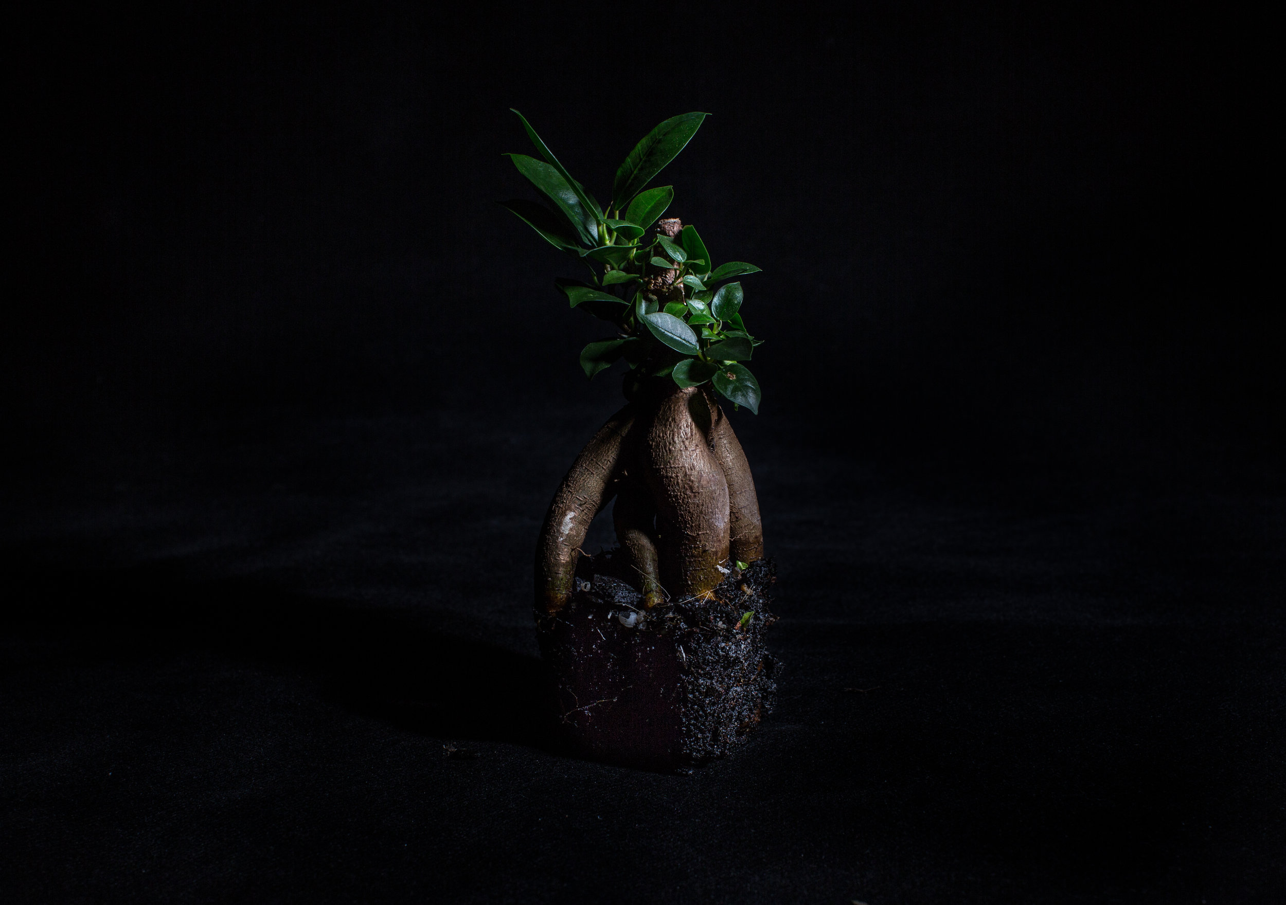 portfolio - still life-1.jpg