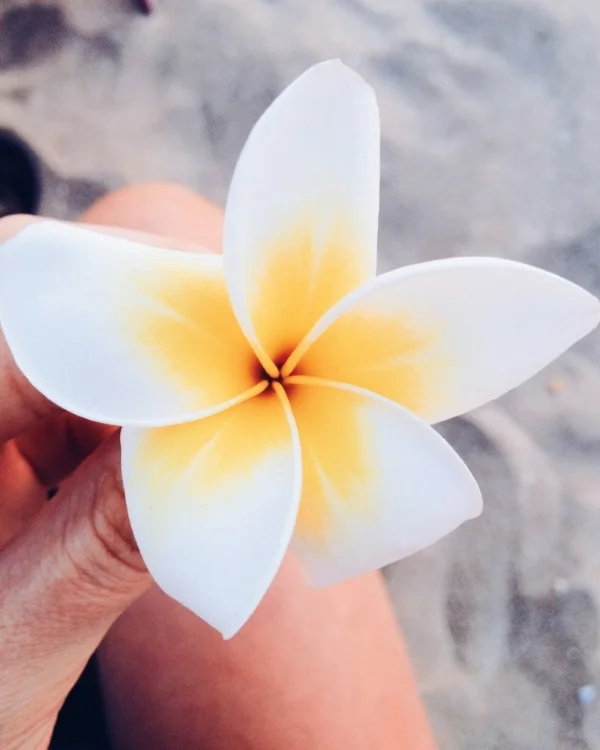 Frangipani, Bali