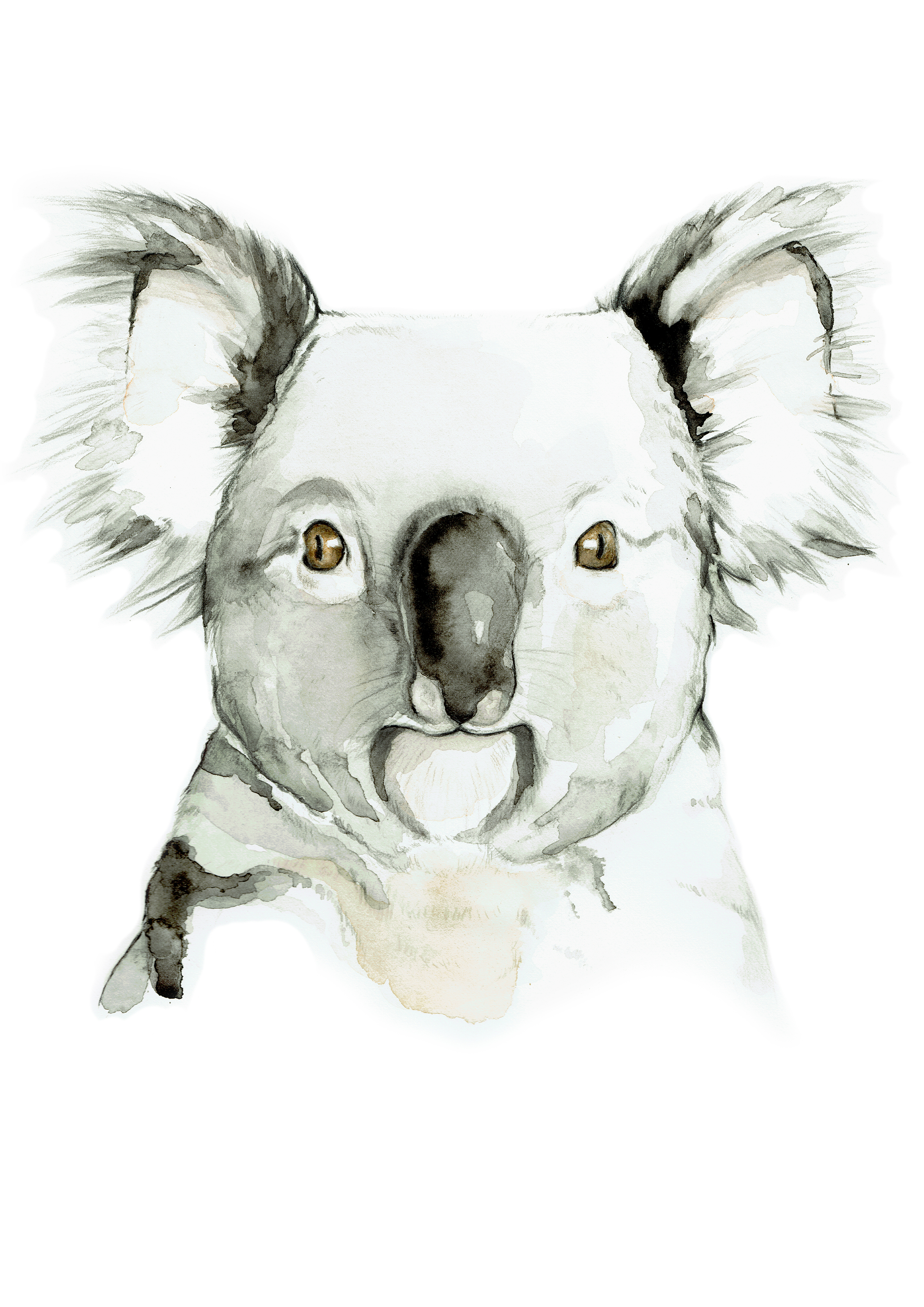 Koala_Medium.jpg
