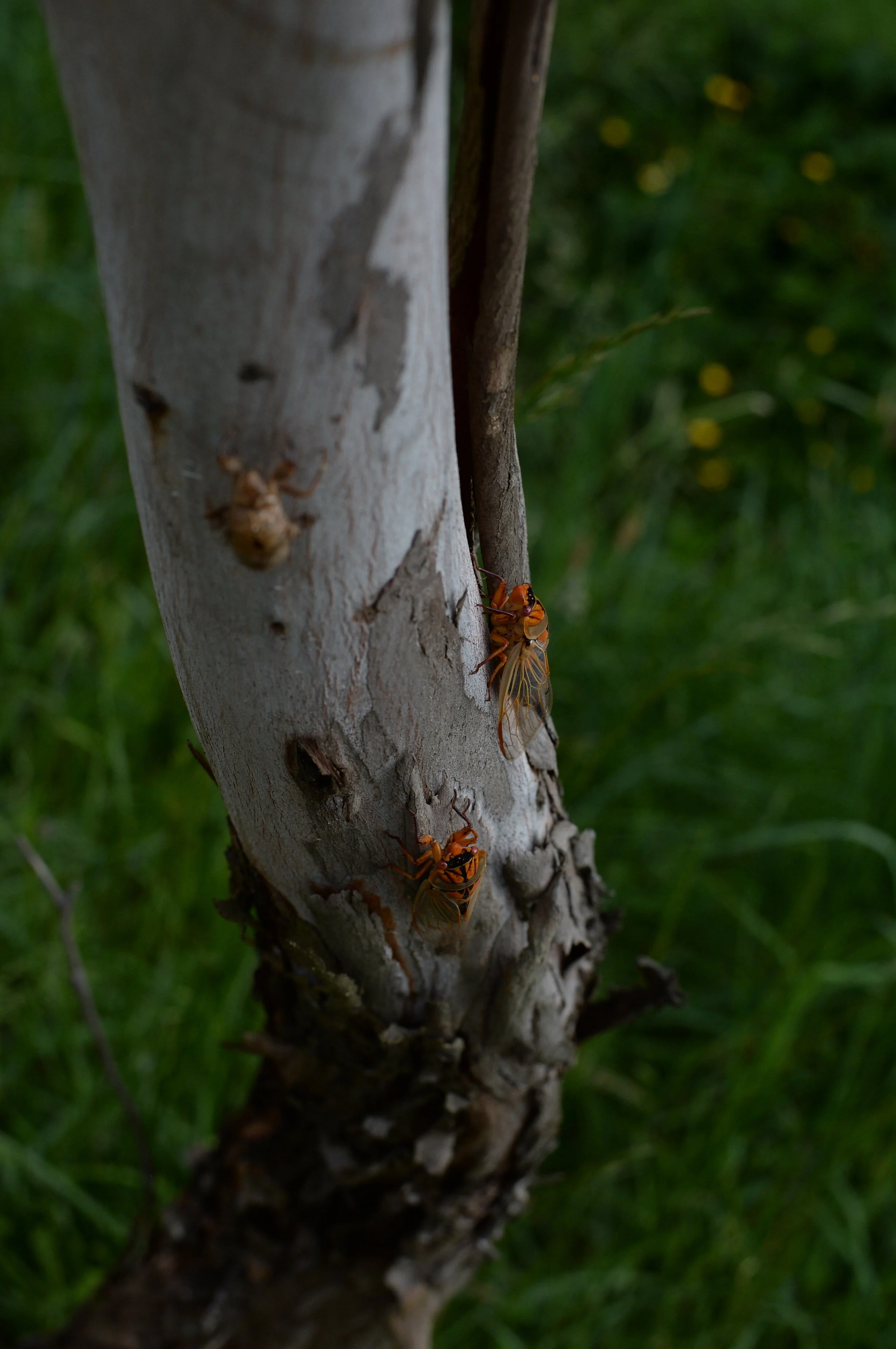 DSC_5000.JPG