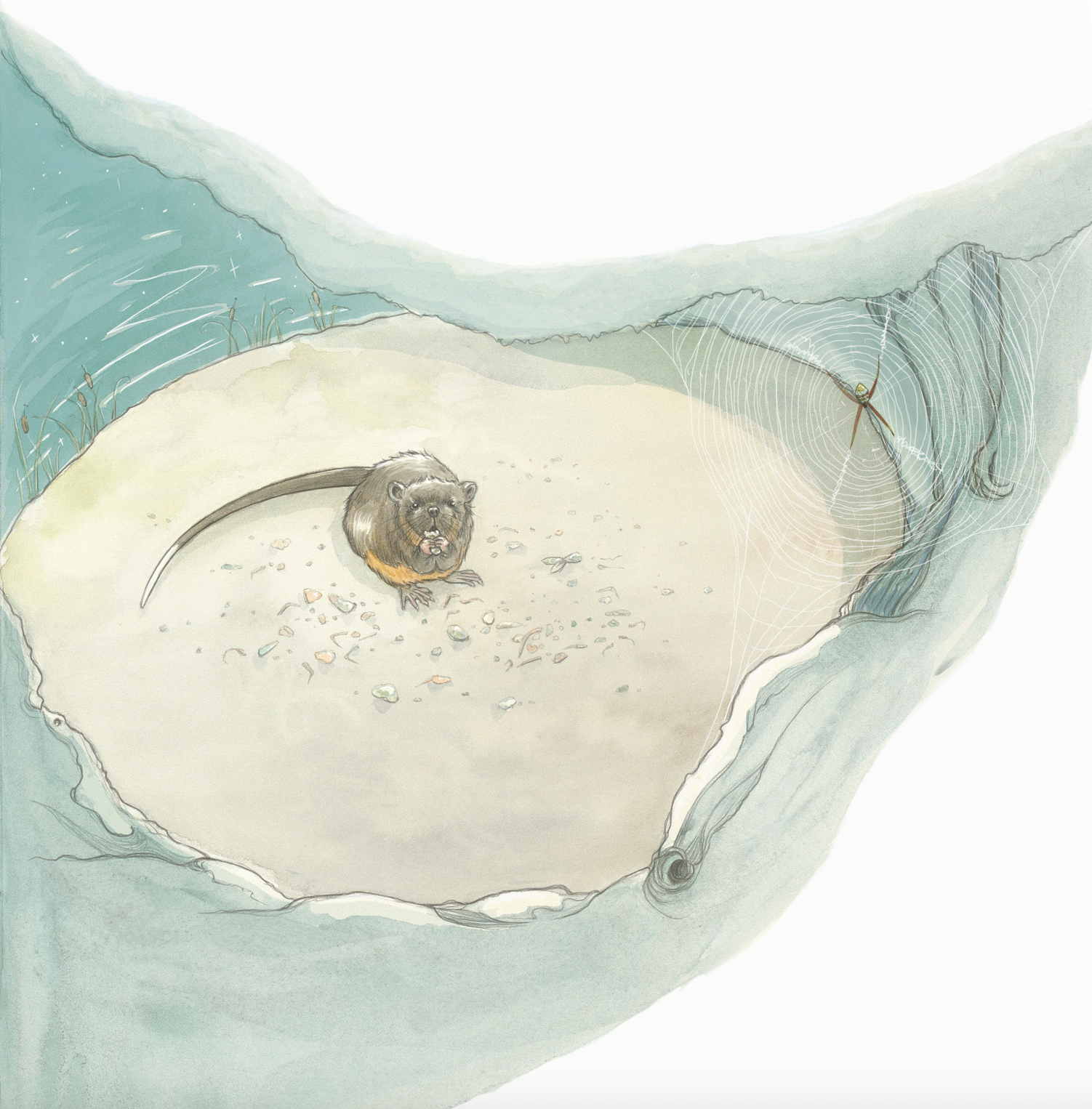 Rakali of the Riverbank