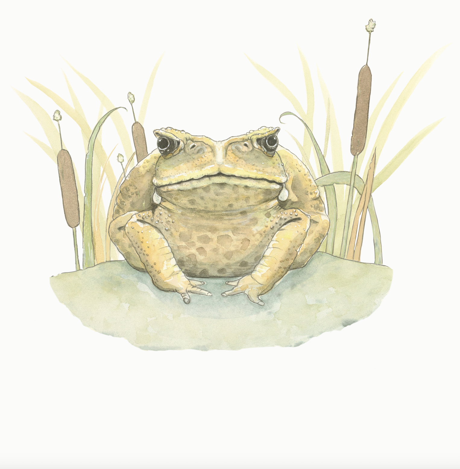 Rakali of the Riverbank