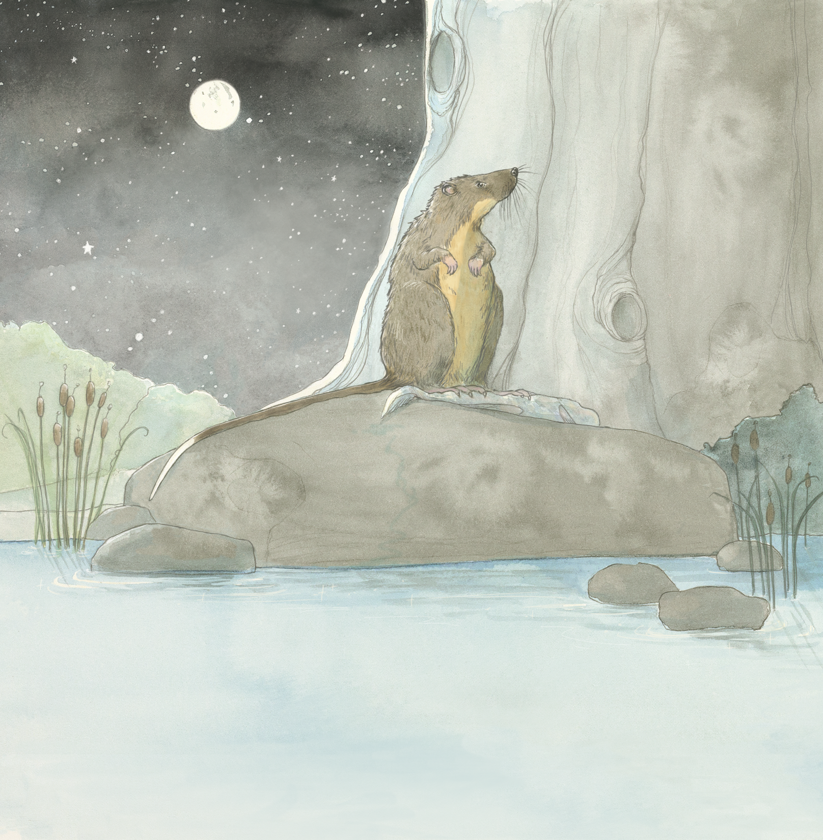 Rakali of the Riverbank