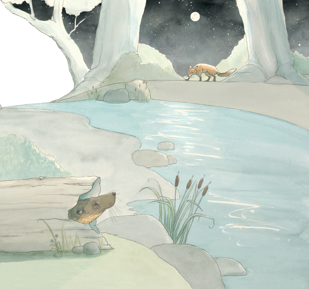 Rakali of the Riverbank