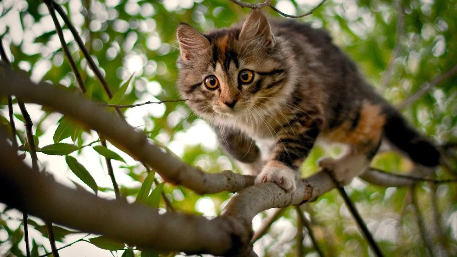 Naturkatt.jpg
