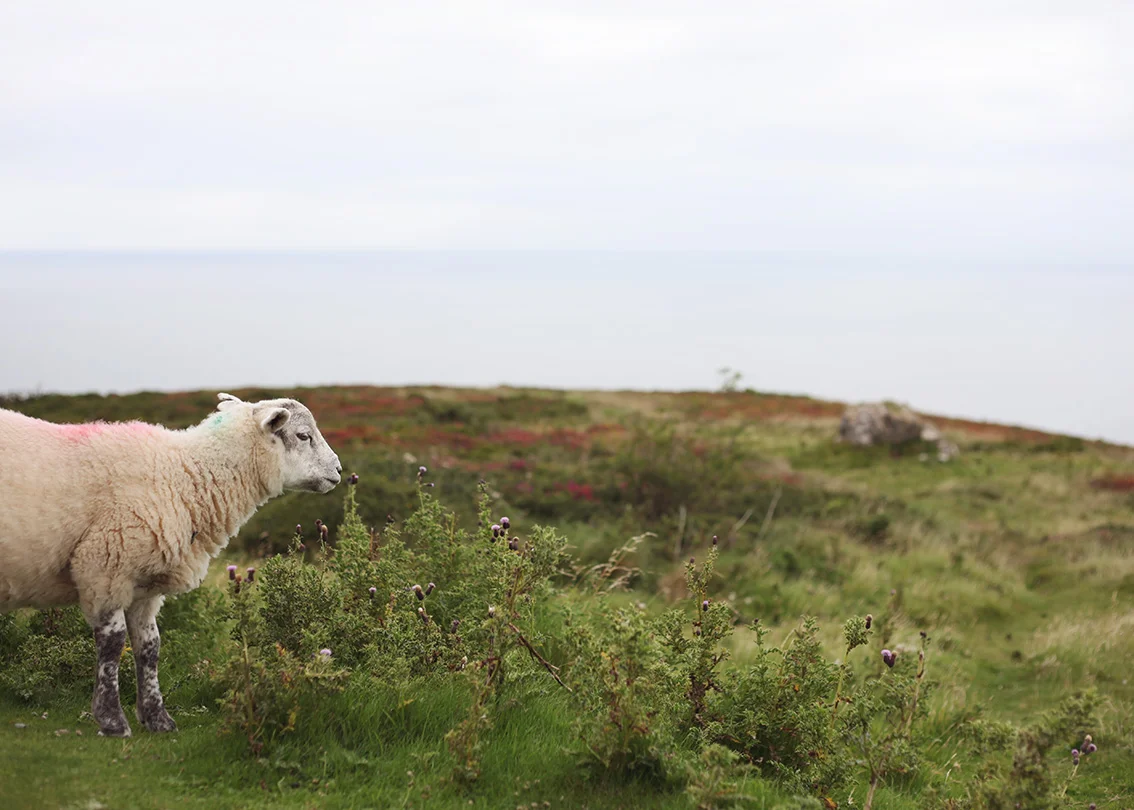 Wales8.jpg