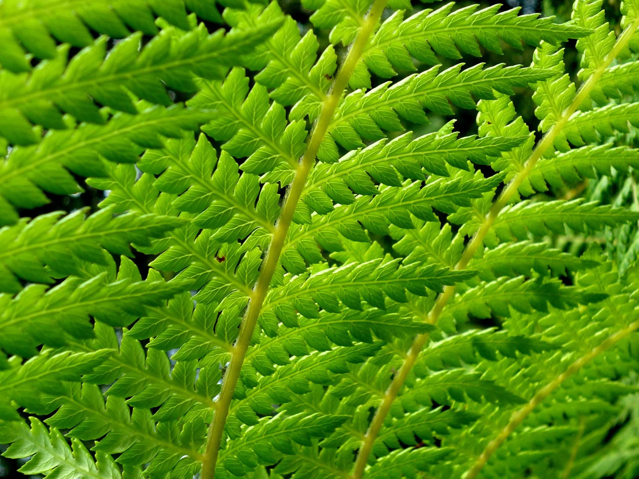 Cambridge University Botanic Garden