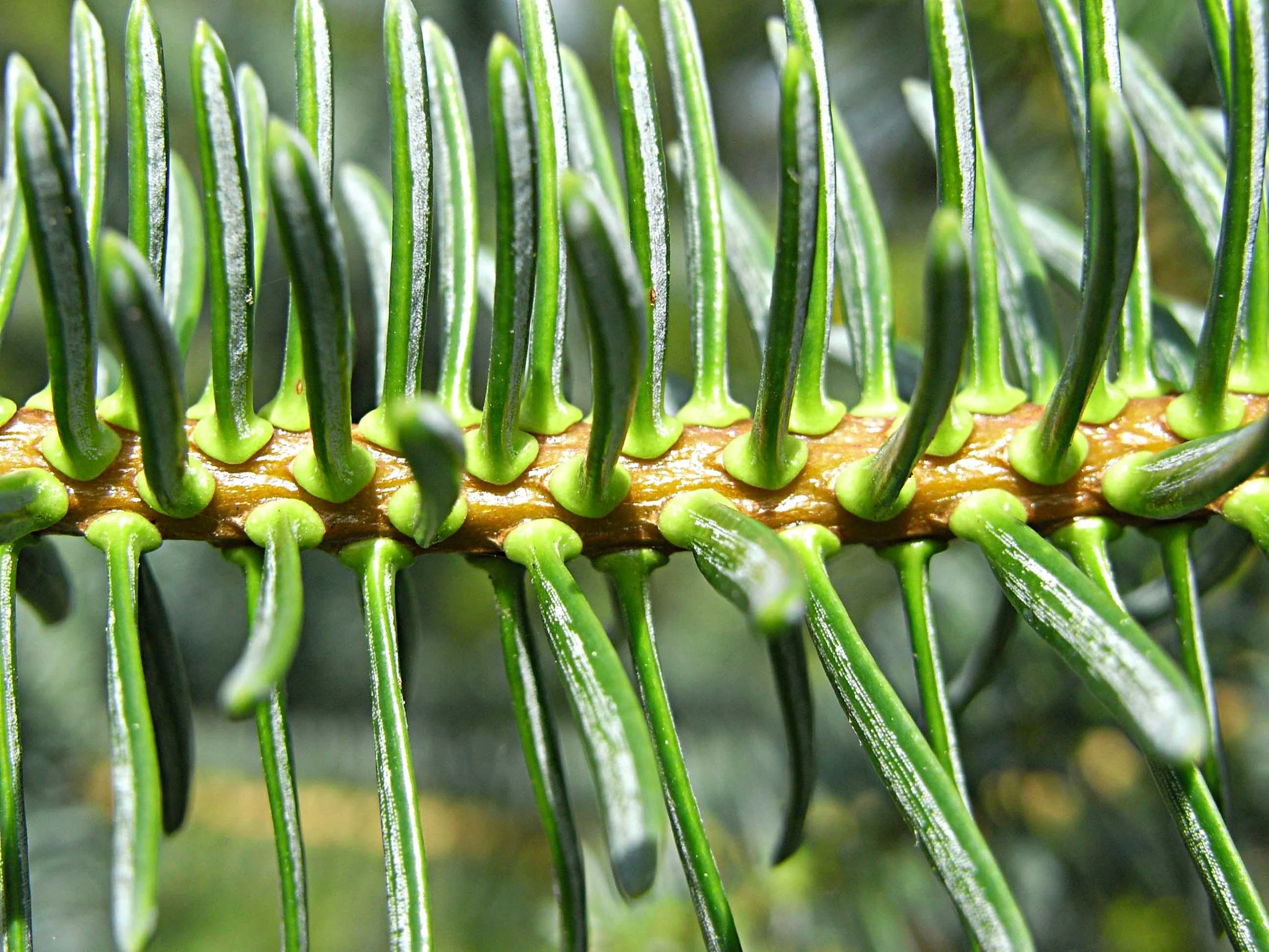 Cambridge University Botanic Garden