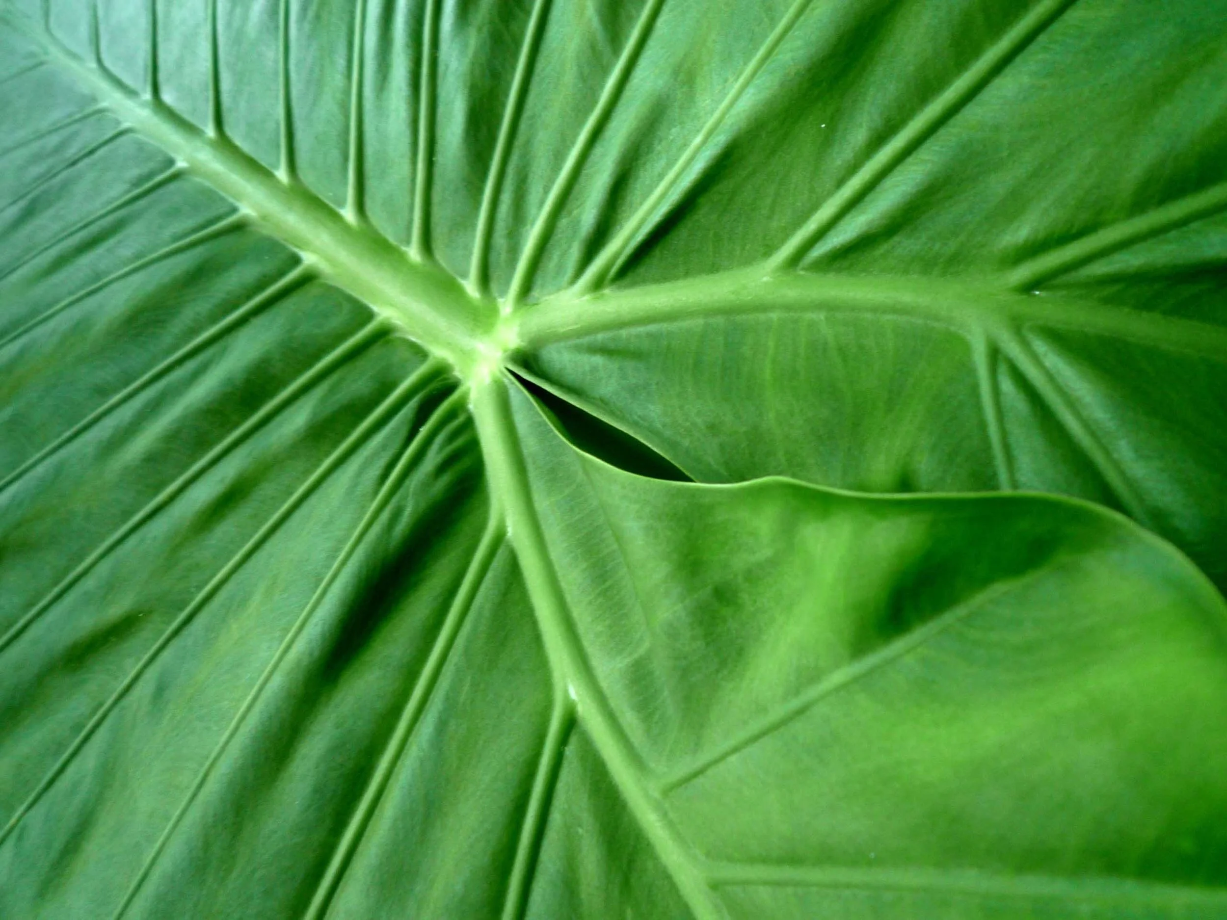 Royal Botanic Gardens, Kew, London