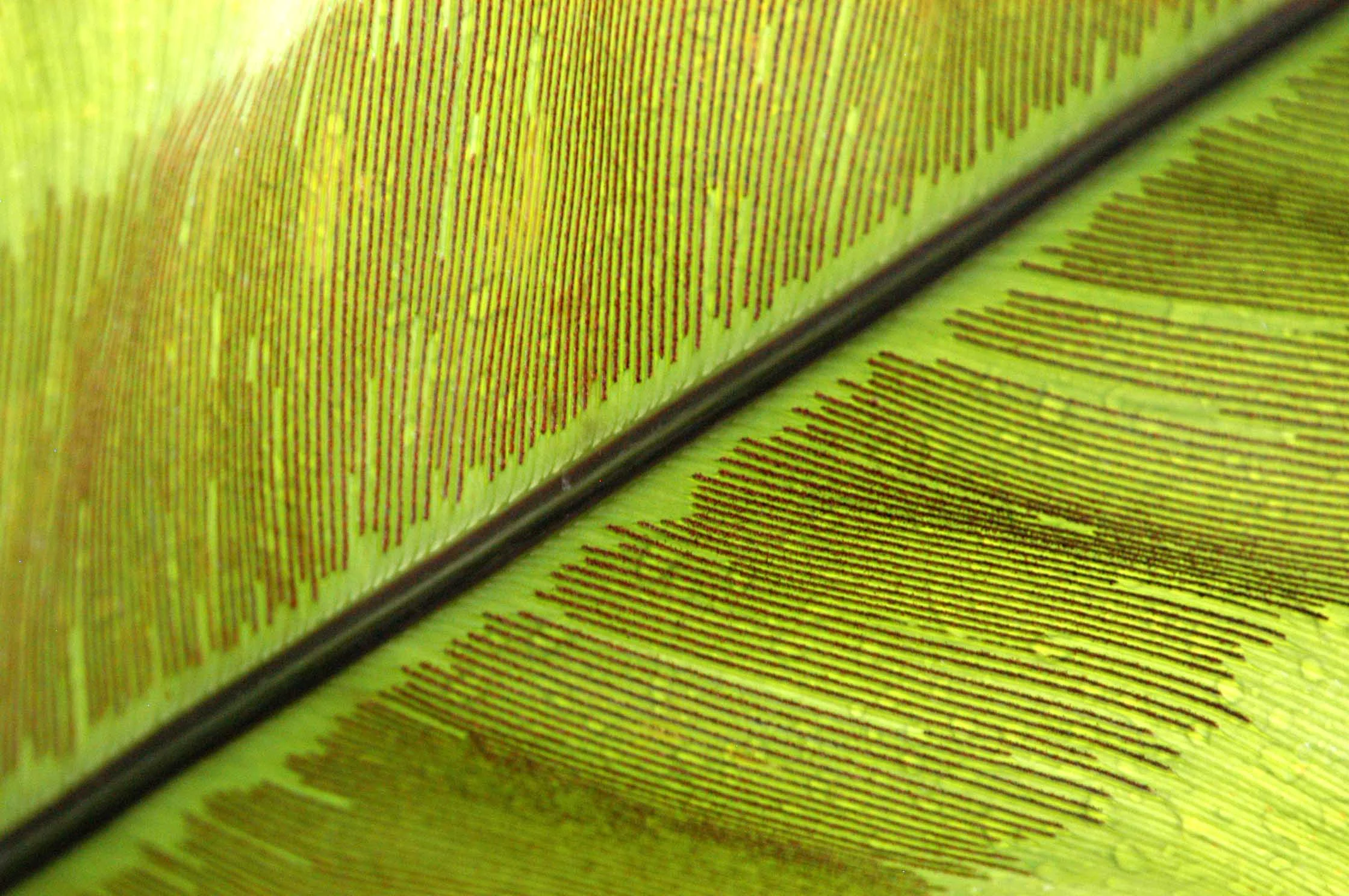 Royal Botanic Gardens, Kew, London