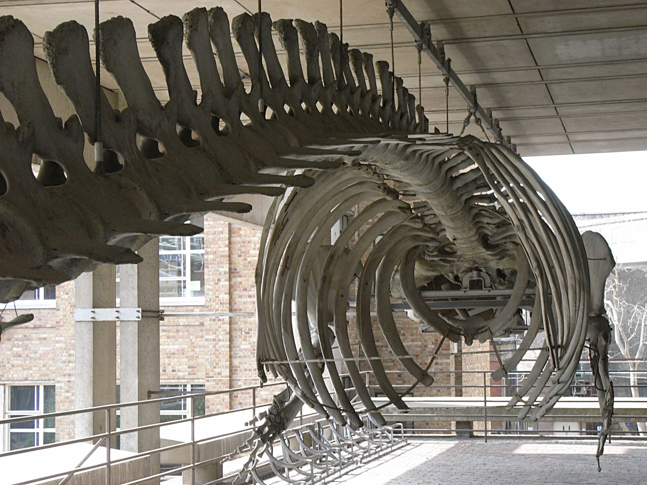 New Museums Site