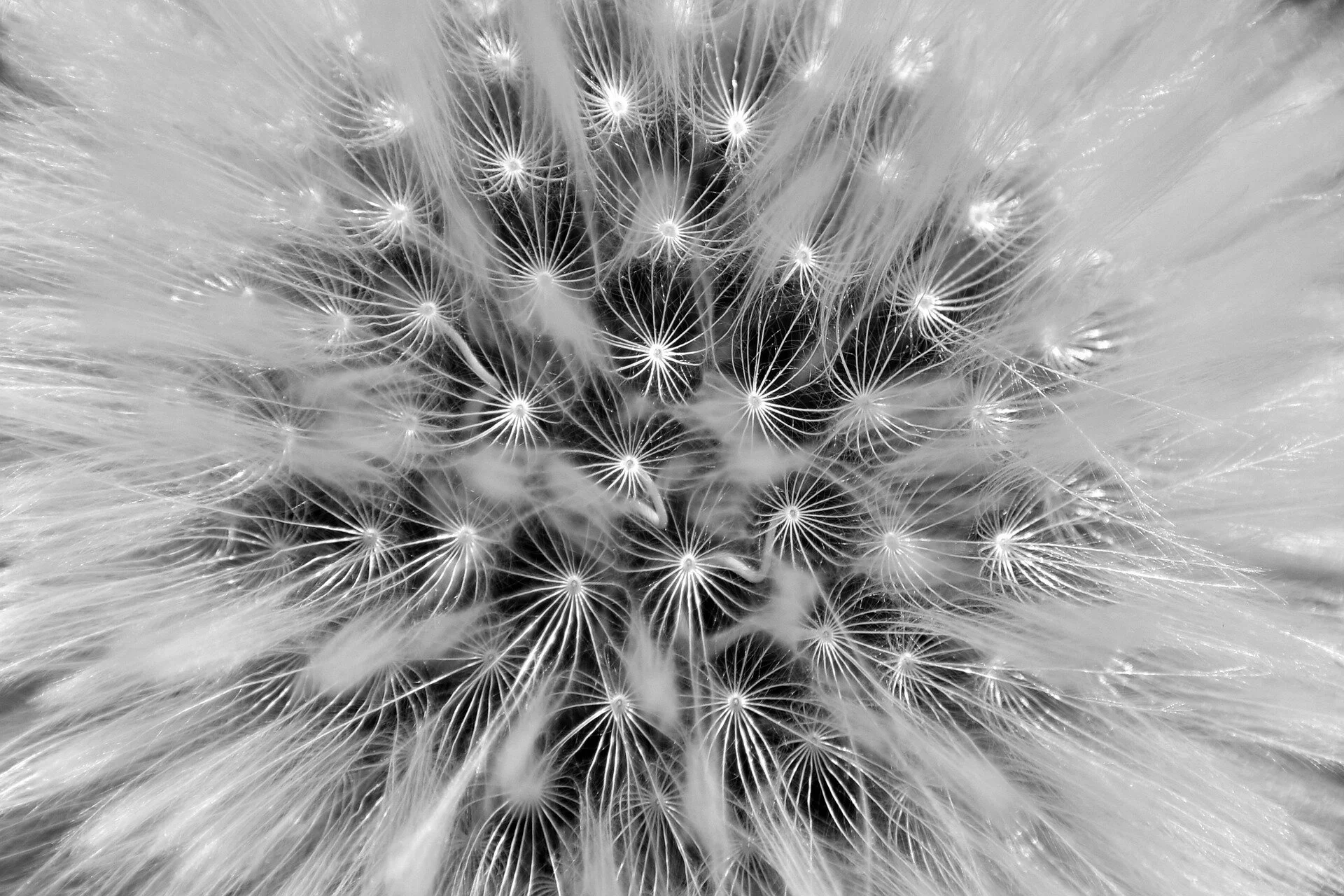 dandelion-6266377_1920.jpg
