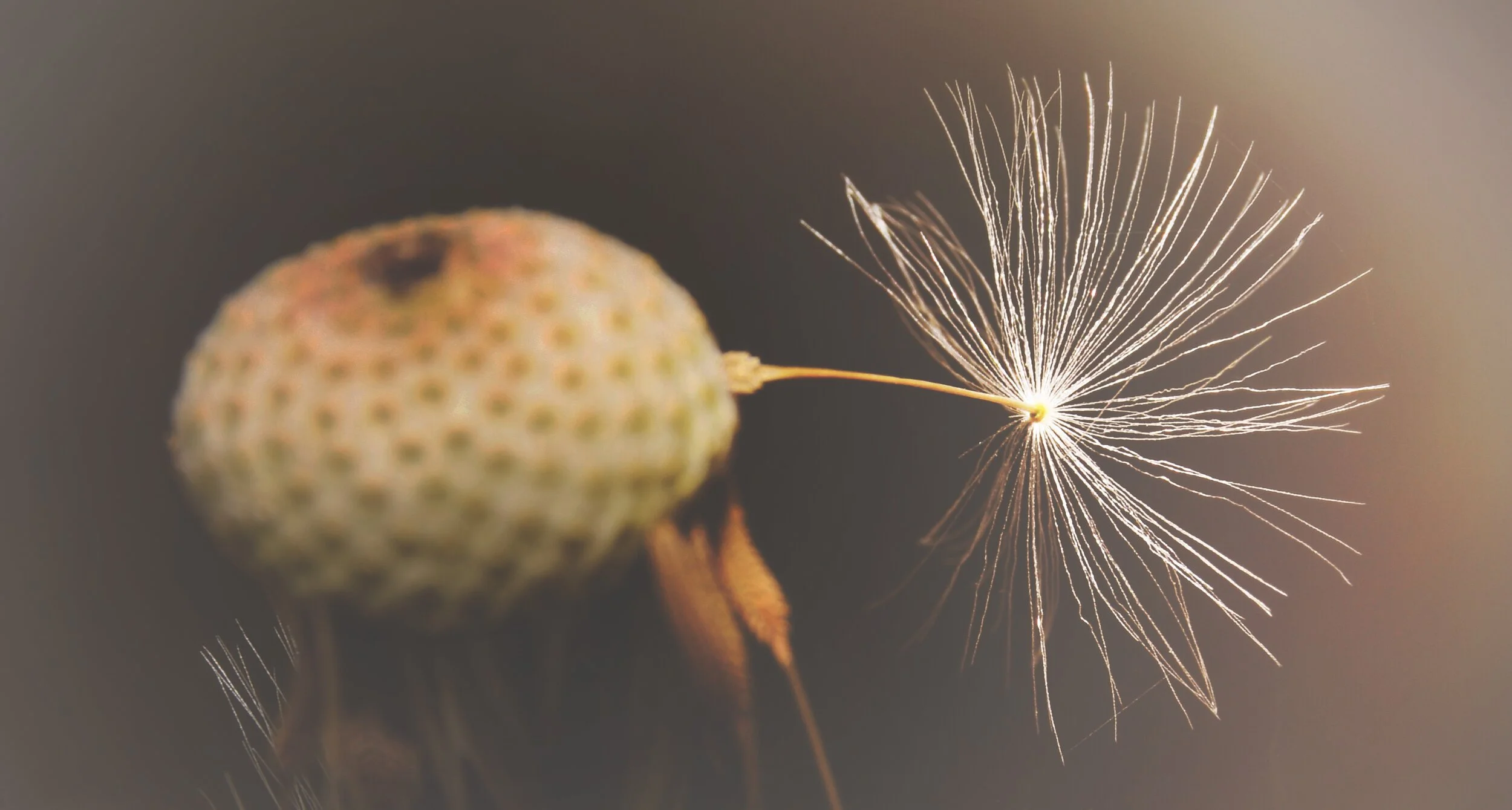 dandelion-6329439.jpg