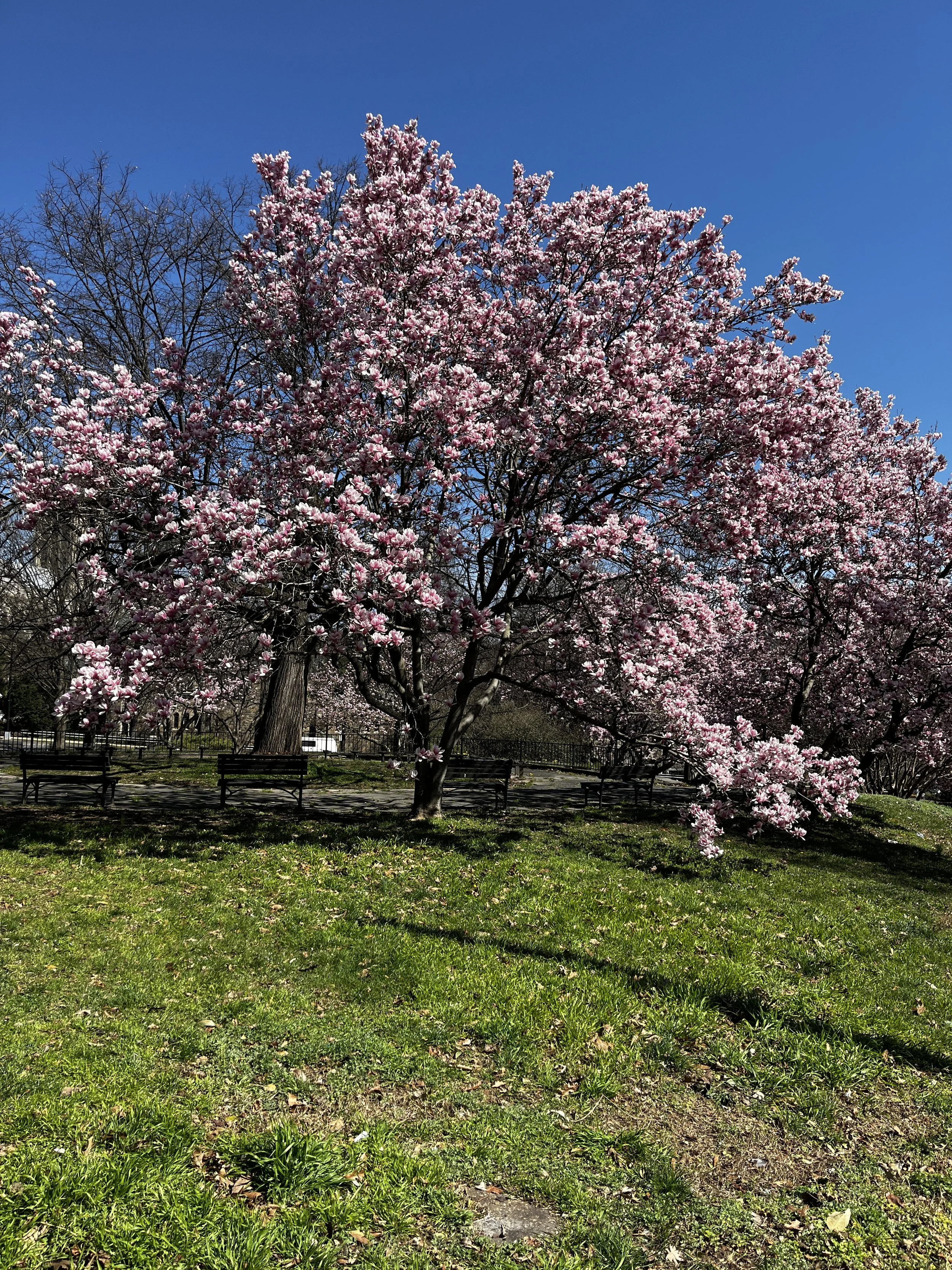 World Tai Chi and Qigong Day 2024