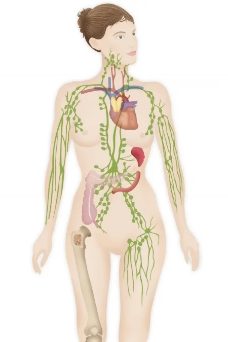 lymphatic system