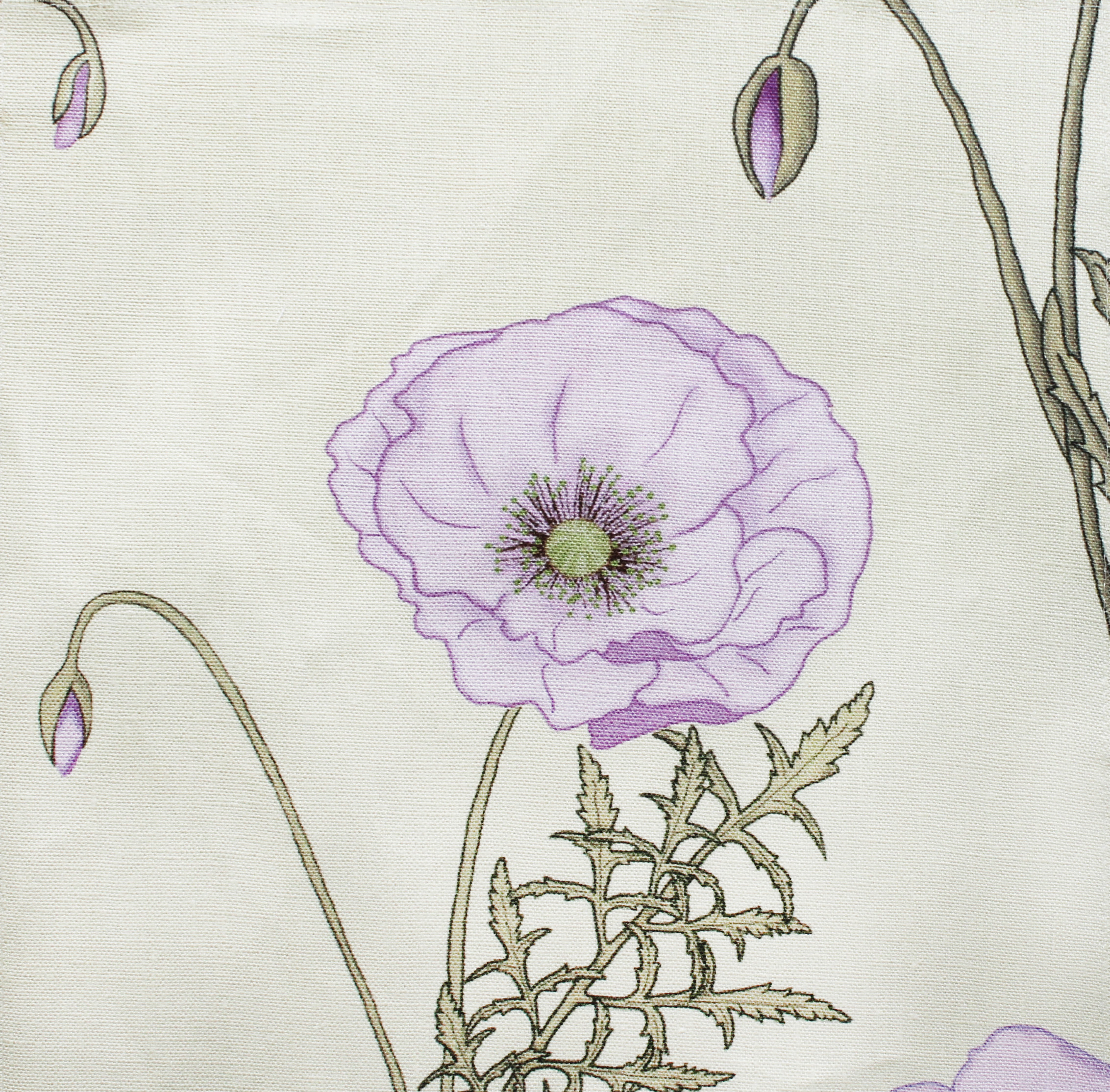 Poppy: Lilac